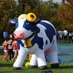 Photo: 261003-RunningoftheCows-NationalsPreMeet-42763-RJC