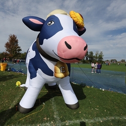 Photo: 261003-RunningoftheCows-NationalsPreMeet-42847-RJC